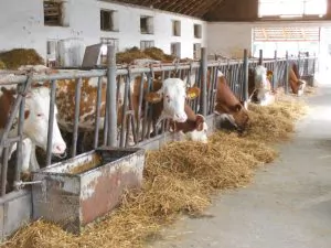 Piața laptelui: salt spectaculos al prețurilor la poarta fermei în aproape jumătate din statele Uniunii Europene; în România, creșterea este modestă, iar laptele românesc este ieftin la producător