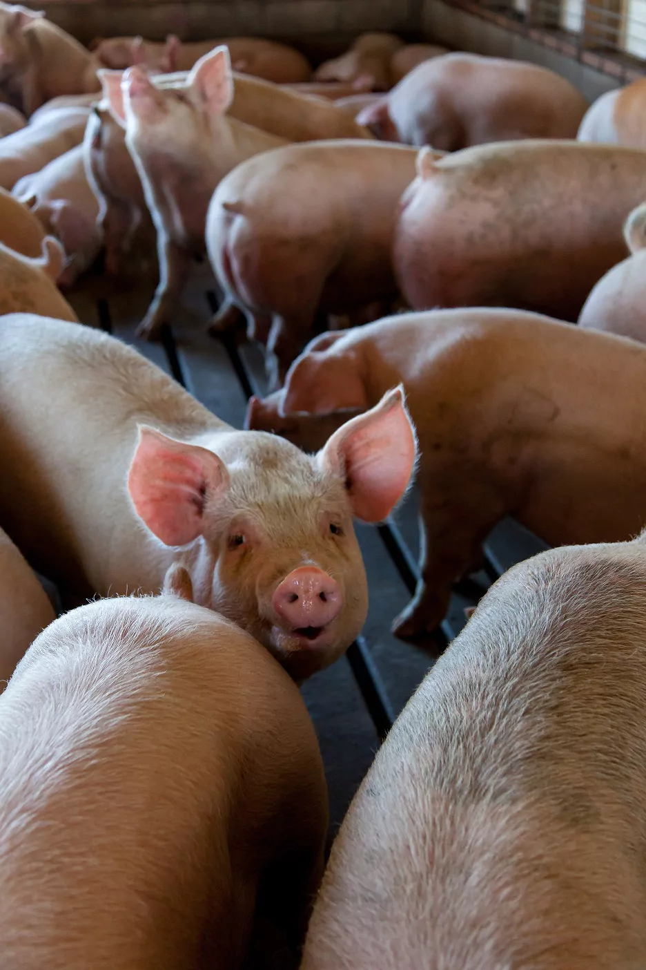 Bani europeni împotriva Pestei Porcine Africane: veterinarii și fermierii au la dispoziție un plafon de 16.717.235 de euro