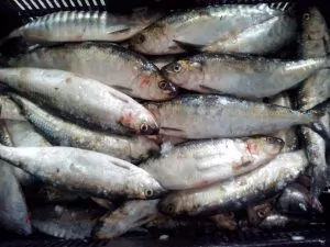 Bursa de pește on line, tutelată de Casa Română de Comerț ”Unirea”, este inactivă: 0 cumpărători pentru toate speciile de pești scoase la vânzare
