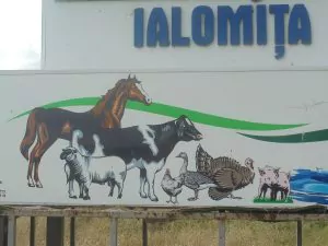 Lantulalimentar.ro în județul Ialomița: pentru combaterea pestei porcine africane, autoritățile sanitar-veterinare au omorât toți porcii din comuna Sărățeni