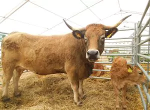 Ajutorul de stat pentru crescătorii de bovine: intră în joc medicul veterinar concesionar!