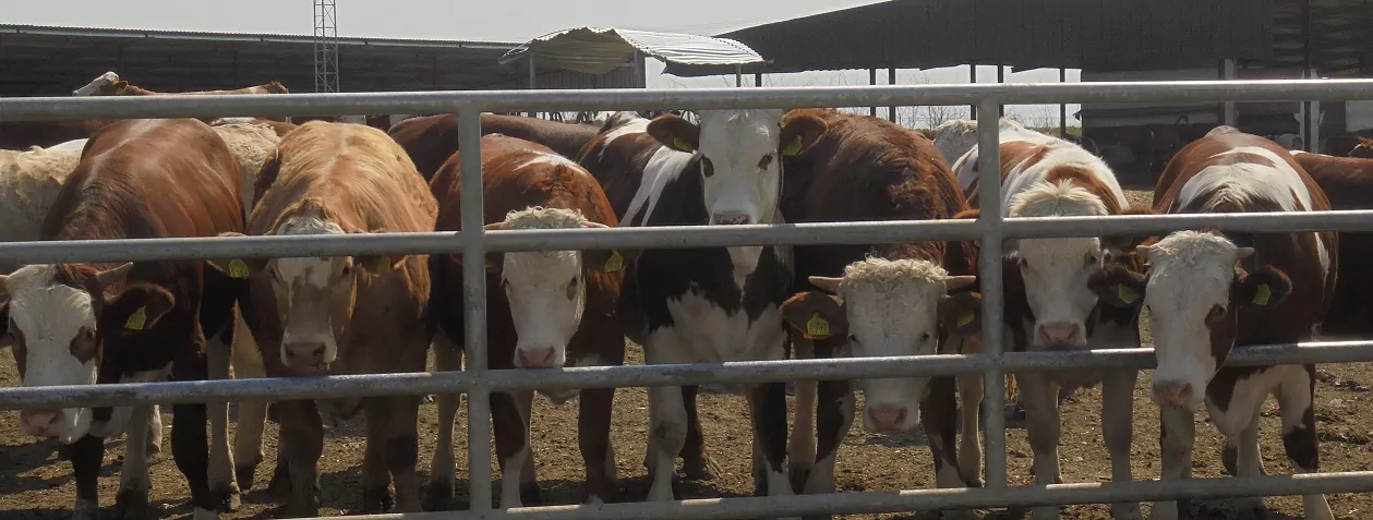 Sute de mii de bovine înghițite de piața turcească; România, printre cei mai importanți furnizori