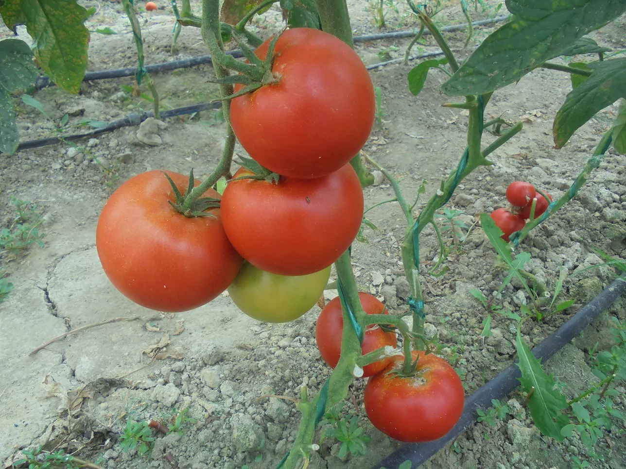 Bani pentru cultivatorii de tomate în spații protejate