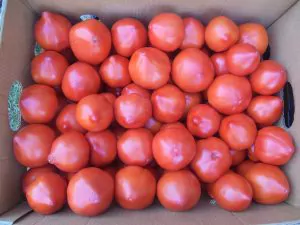 Încă 1.500 de euro pentru cultivatorii de tomate și de usturoi! Motivul invocat de Ministerul Agriculturii? Au crescut costurile de producție din cauza războiului din Ucraina