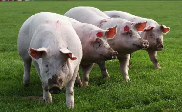 Germania ne vinde tot mai multă carne de porc și angajează în marile abatoare, cu contract de muncă, tot mai mulți români; în ciuda pestei porcine africane, România și-a revigorat anul acesta exportul de suine
