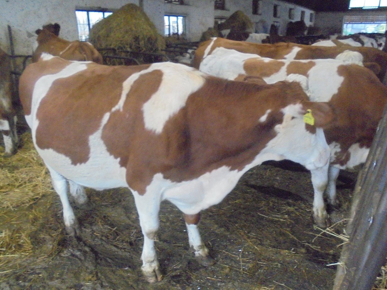 Fermier român: ”Dacă nu aș primi ajutoarele financiare pentru bovine ...