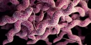 Număr mai mare de îmbolnăviri, din surse alimentare, cu Campylobacter, în România, în 2019 față de anii precedenți; rata infectărilor rămâne, însă, printre cele mai mici din U.E.