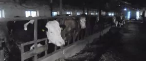 Nemulțumit de prețul primit pentru lapte, un fermier din județul Covasna caută soluții să obțină brânzeturile în ferma sa