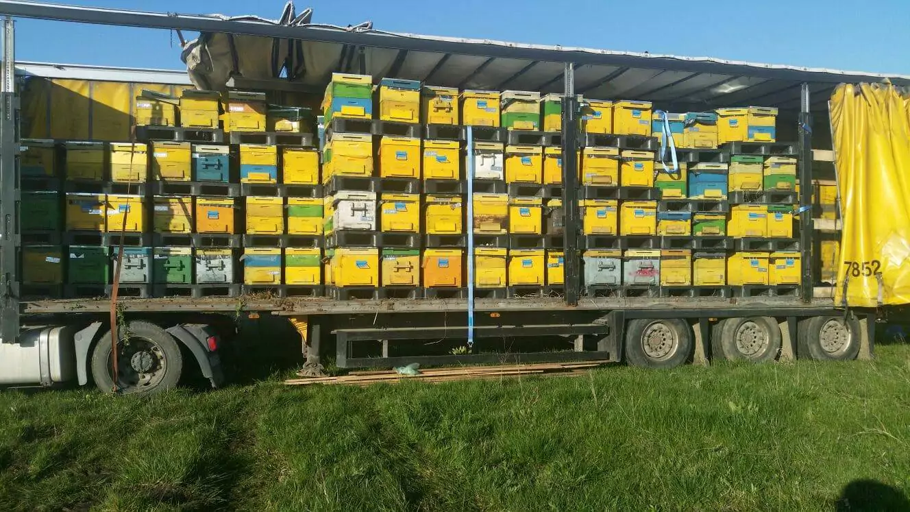 Reguli europene pentru practicarea apiculturii în sistem ecologic; la sfârșitul sezonului de producție, stupii trebuie să rămână cu rezerve suficiente de miere și polen pentru ca albinele să supraviețuiască peste iarnă