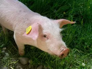 Bani de la guvern pentru sectorul creșterii suinelor: 33,33 euro pentru porcul gras și 50 de euro pentru animalele de reproducție ( scroafe și scrofițe ); beneficiarii eligibili și condițiile de primire a ajutorului financiar