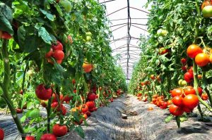 Încă 1.500 de euro pentru cultivatorii de tomate și de usturoi! Motivul invocat de Ministerul Agriculturii? Au crescut costurile de producție din cauza războiului din Ucraina