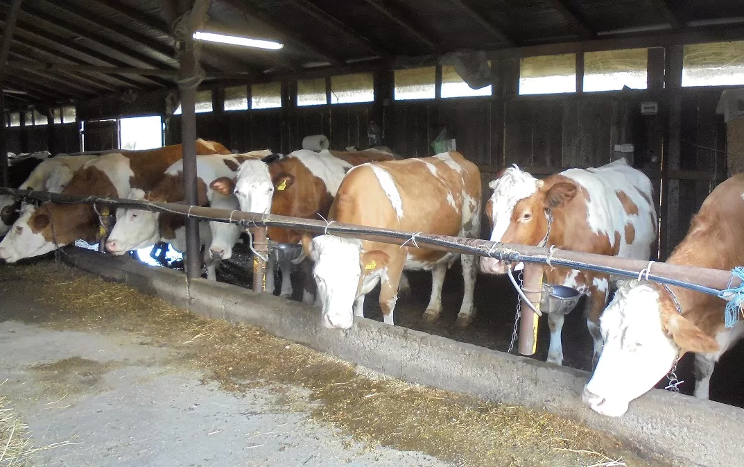 Prețul mediu al laptelui la poarta fermei, în România, a sărit la peste 40 de euro/100 kg; prețul încasat de fermierii europeni este însă mult sub costul de producție