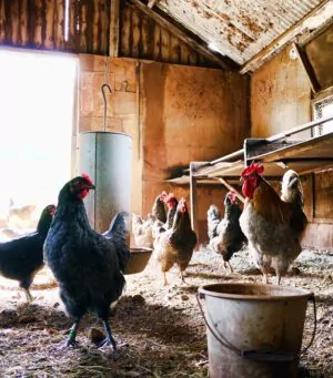 Statele europene și-au sporit producția de carne de pasăre în ultimii ani; România, pe locul șapte în topul marilor producători