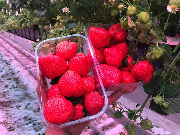 Olandezii produc căpșune în sere iluminate artificial și iau în calcul recoltarea acestora cu ajutorul roboților