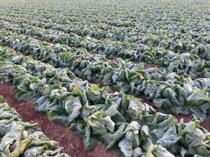 Dezastru în Spania: înghețul puternic a distrus jumătate din culturile de legume, punând sub semnul întrebării livrările către piața britanică