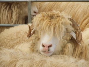 Peste 200.000.000 de euro din exportul de ovine pe piețele terțe; prețul mediu per kilogram la un nivel record