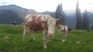 Cum explică fermierul Mihai Horvat de ce în România a crescut cantitatea de lapte colectată de procesatori, cel mai mare procent din Uniunea Europeană