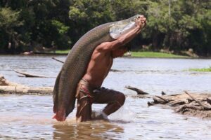 Monstrul Amazonului: un pește gigant care mănâncă piranha și este tot mai cerut în supermarketuri