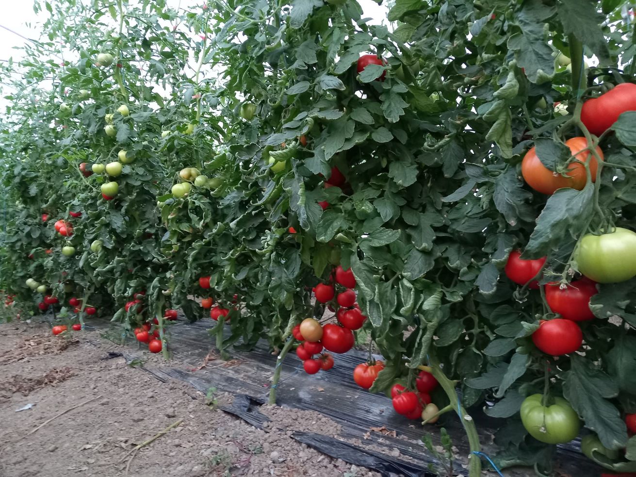 tomate, Buzau