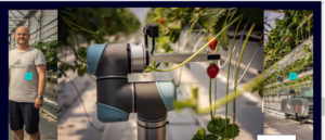 AGRICULTURA VIITORULUI: un robot controlat de Inteligența Artificială, pus să recolteze căpșune într-o fermă din Cehia