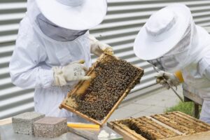apicultori, fonduri europene, dna, apia