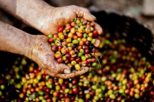 cafea, Etiopia, genom, Arabica