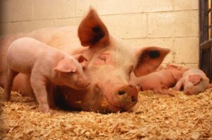 porci, porci modificati genetic, carne de porc, genus