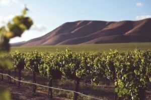 regiuni viticole, schimbari climatice, vin, vinuri premium