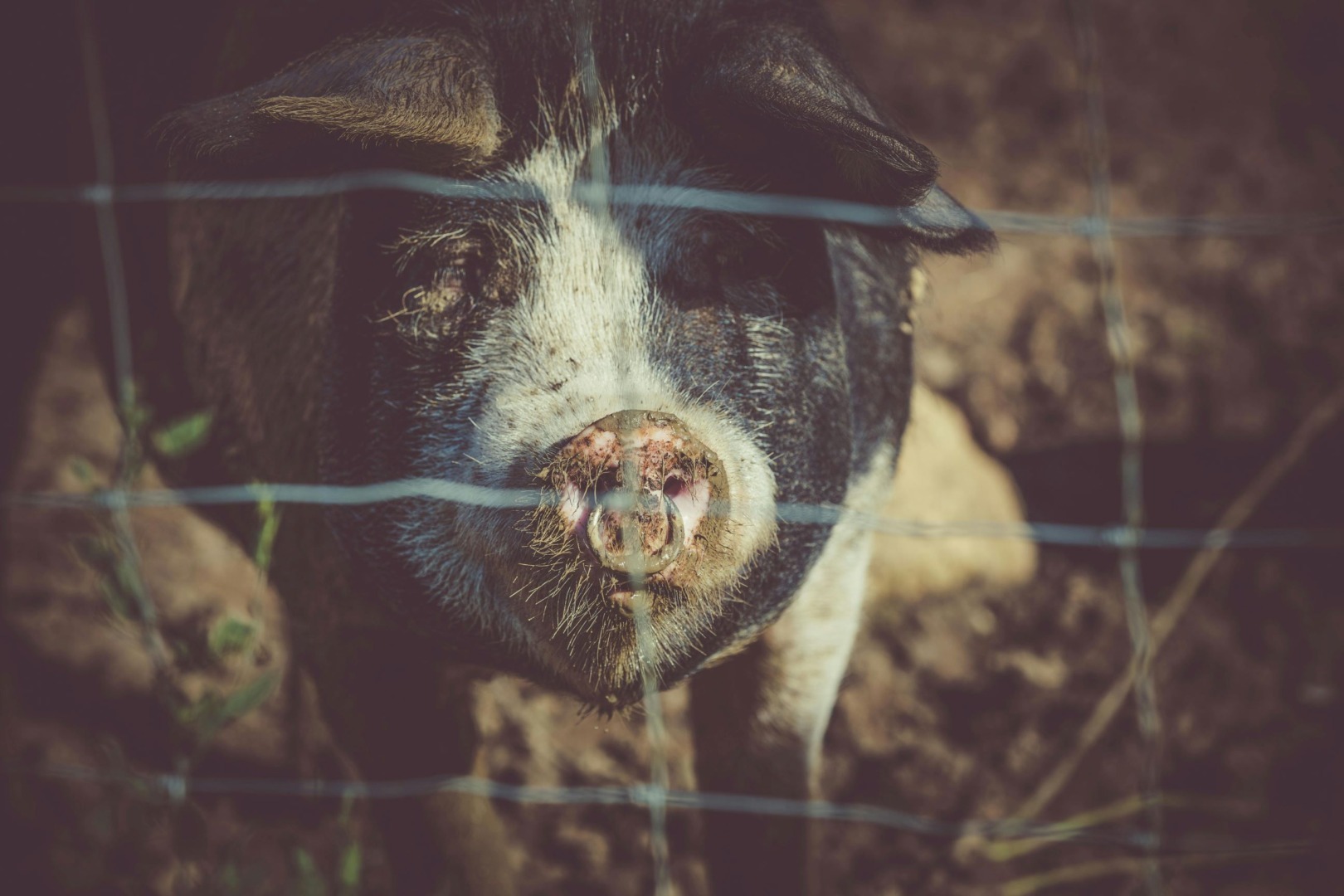 carne de porc, animal, spital, trichineloza