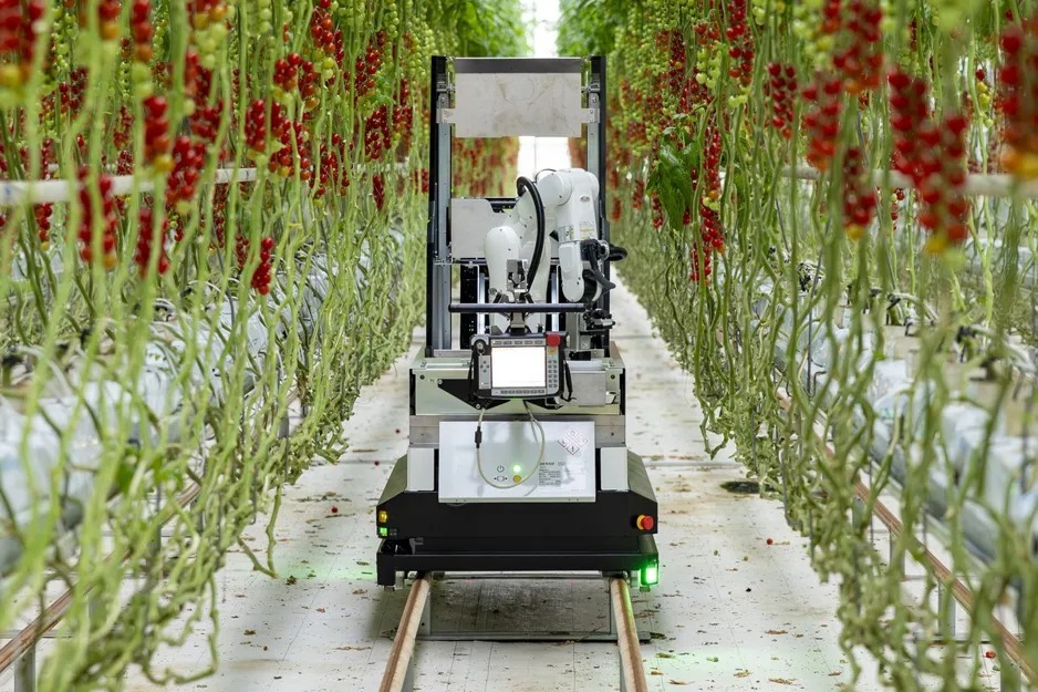 robot, rosii cherry, denso, artemy