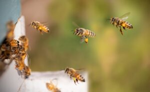polenizatori, schimbari climatice, albine, amenintare