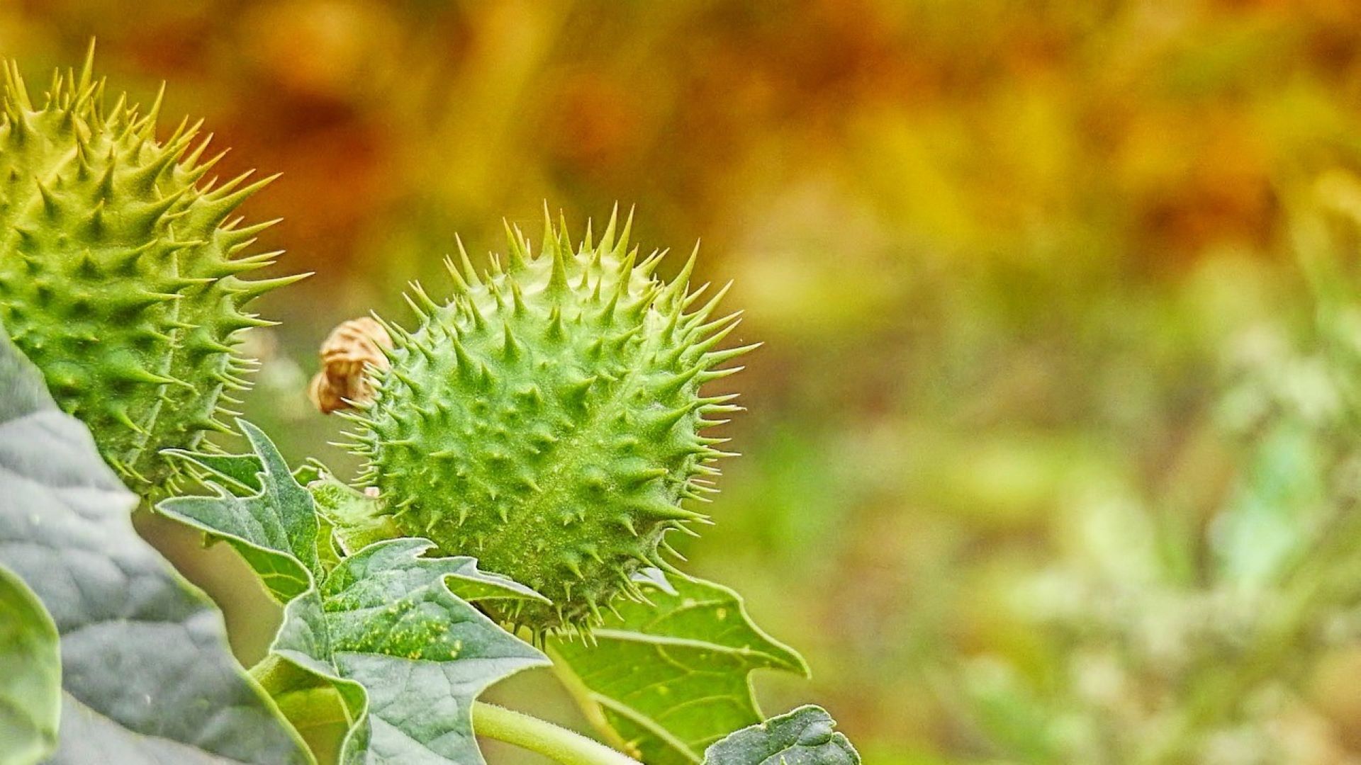 faina de hrisca, agricultura ecologica, Franta, datura