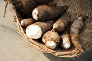 cassava, manioc, toxicitate, amazonia