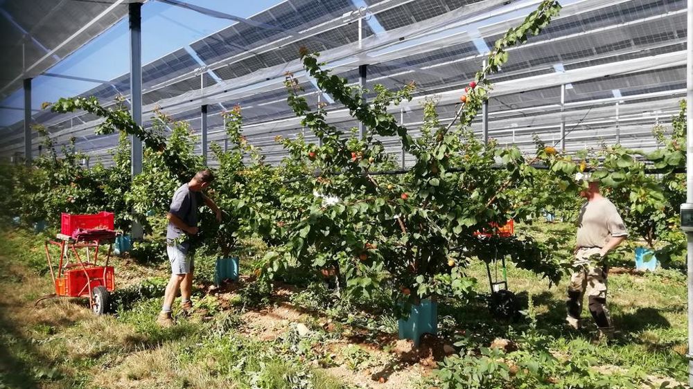 panouri fotovoltaice, agrovoltaica, Franta, inghet tarziu