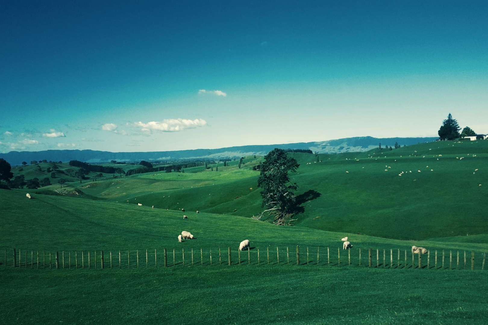 noua zeelanda, ovine, venituri, exporturi