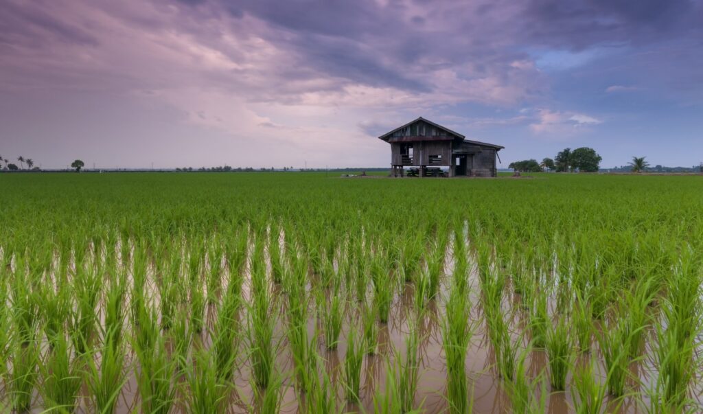 Orezul va putea fi cultivat la noile temperaturi generate de schimbările climatice, datorită unei descoperiri a cercetătorilor chinezi