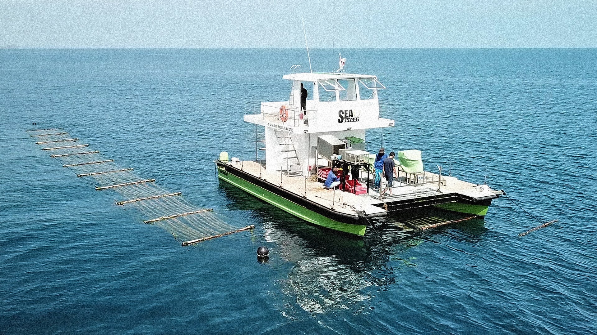 agricultura marina, alge, hrana, biocombustibil