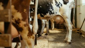 vaca, lapte Uniunea Europeana, productia de lapte