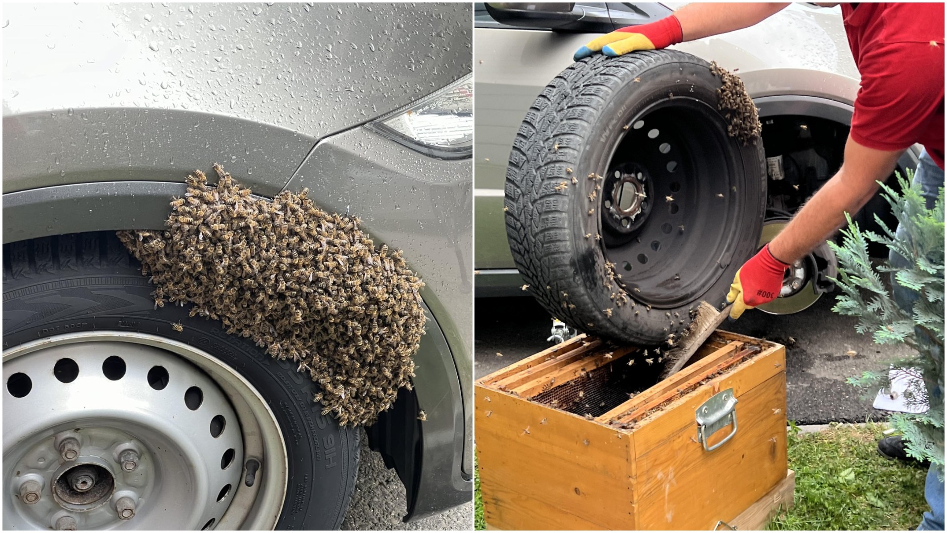 roi de albine, masina, bucuresti, patrula apicola urbana