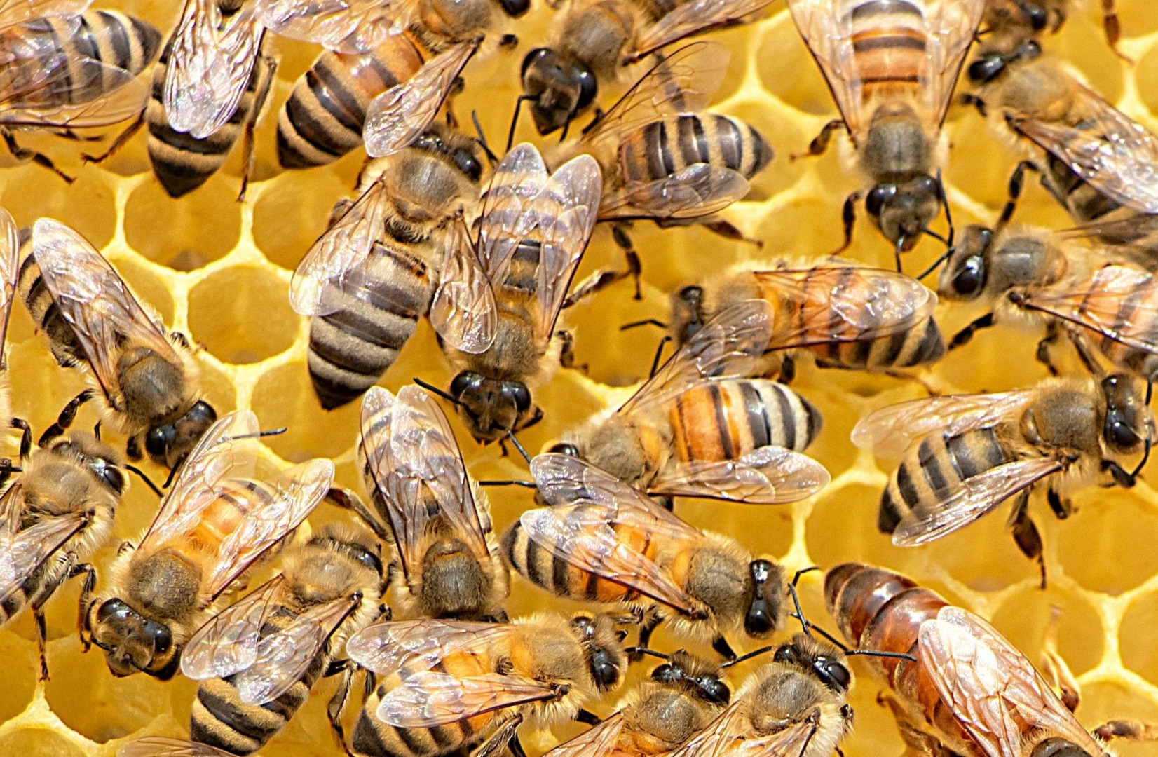 albinele pot depista cancerul pulmonar