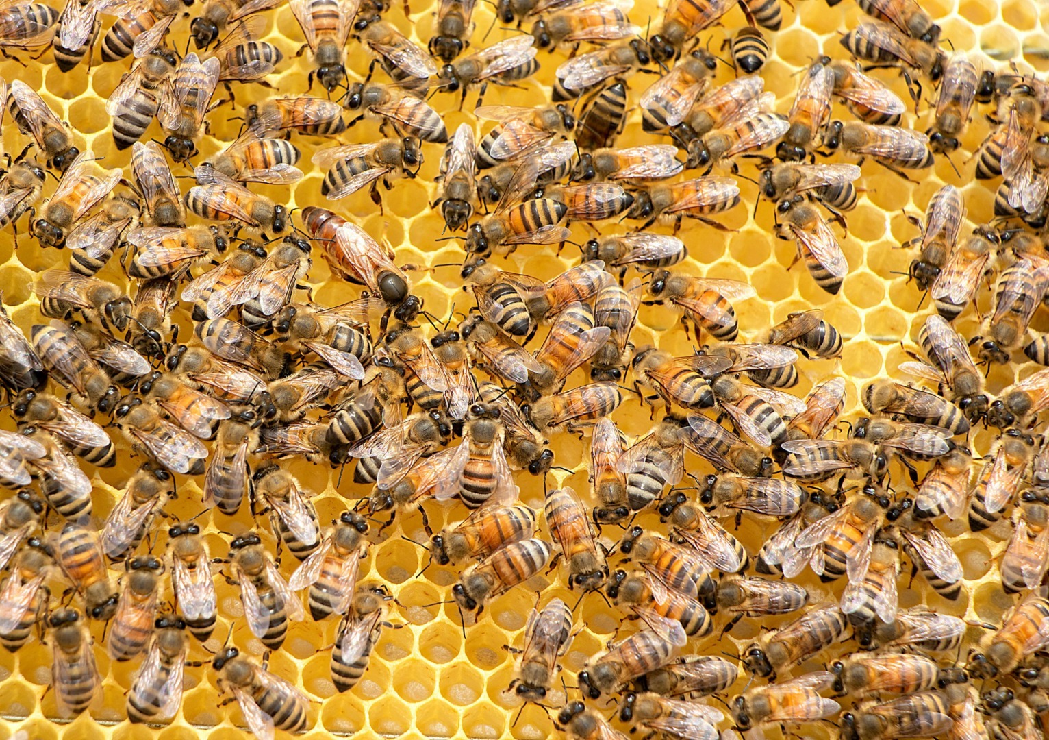 ceara de albine trateaza pielea si durerile si inflamatiile
