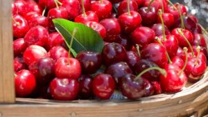 cirese chiliene