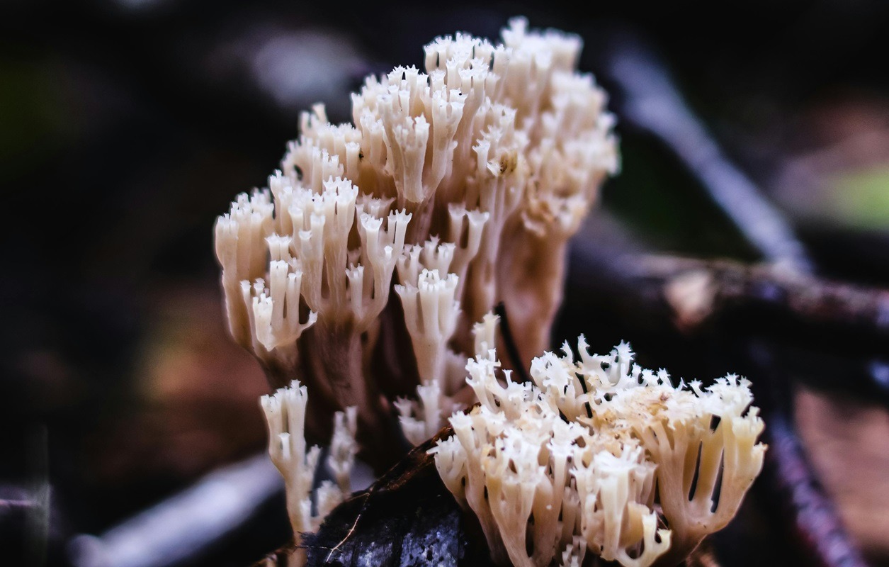Ciuperci ciudate apărute după ploaie