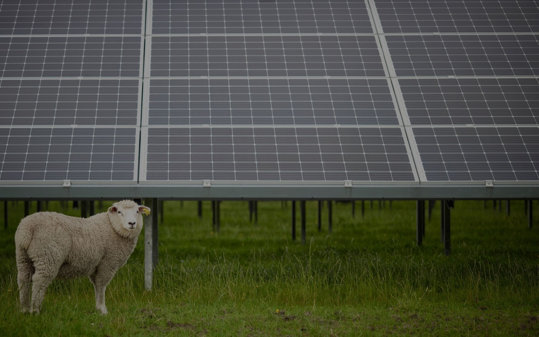 oim panouri solare, fotovoltaice, capre