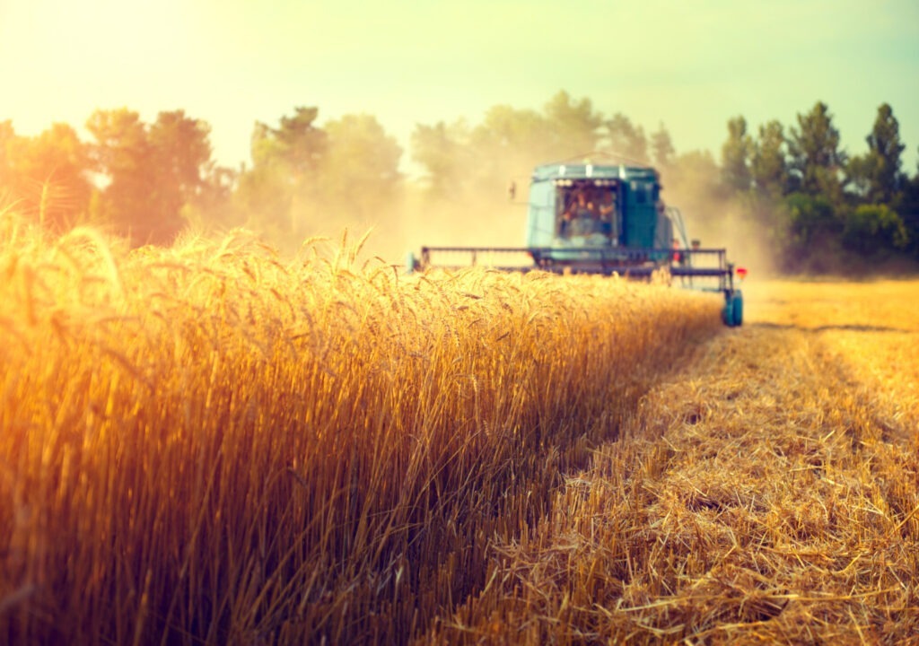 kursk, regoune, agricultura, rusia