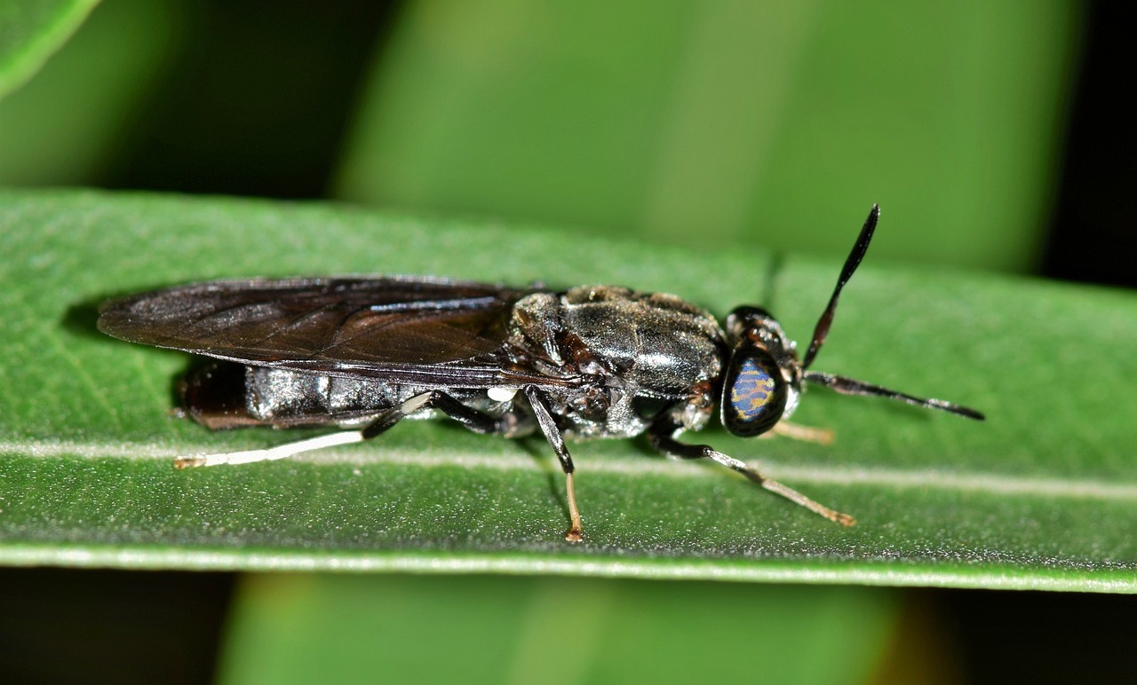 insecte, industrie durabilă, climă, animale de companie