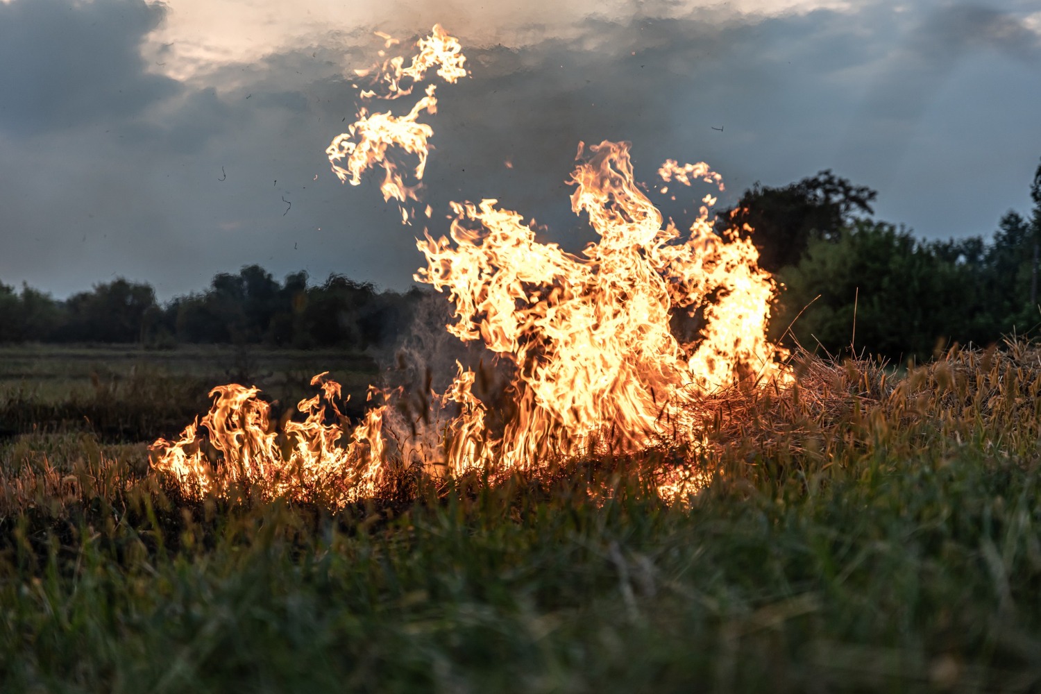 Incendiu într-un lan de grâu