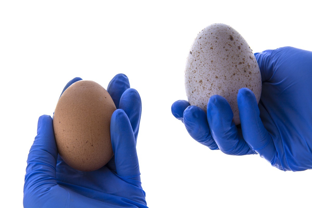 Ouăle de curcan sunt mai mari decât cele de găină
