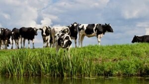 vaci, Argentina, directive UE, agribusiness