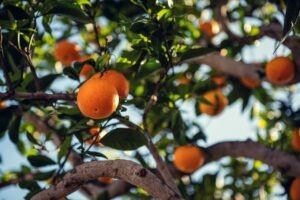 Criza portocalelor din Brazilia